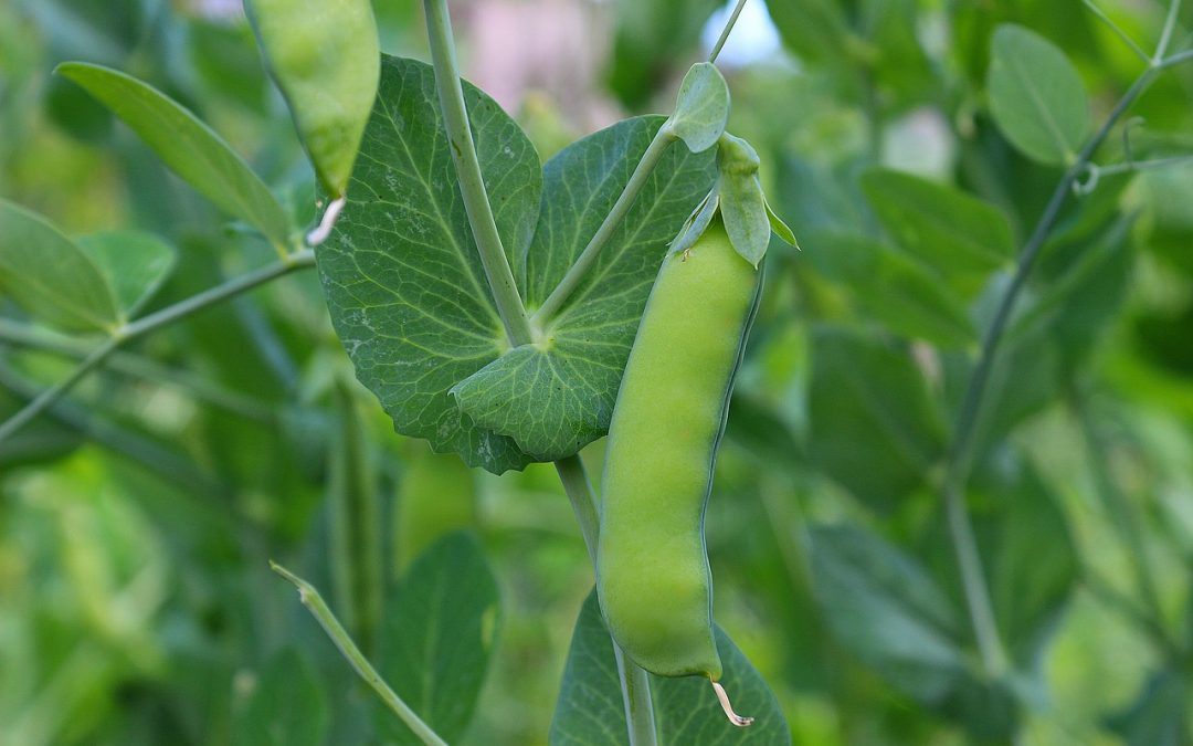 Pois mange-tout