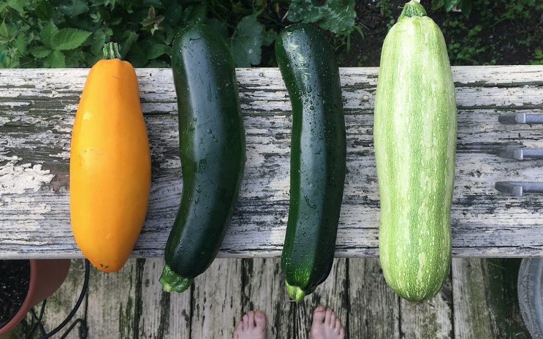 Courge d&rsquo;été